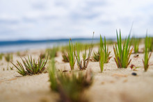 Close Up On Grass In The Sand On A Beach In Cuba. 