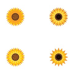 Wall Mural - Set of vector illustration icon of beautiful sunflower with white background