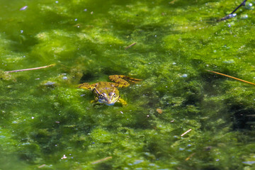 Sticker - Frog in a pond.