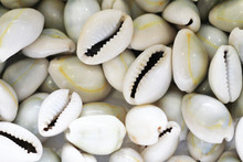 Sea Shells Texture
