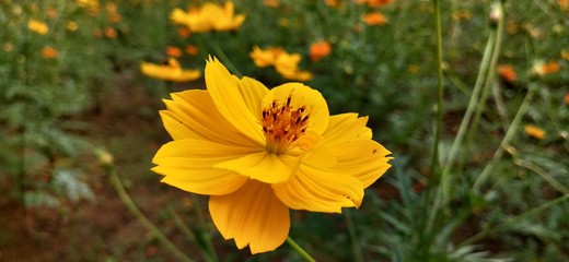 Closeup butterfly on flower, butterfly on flower in garden, flower blurry background with butterfly. Butterfly Pea on flower,Yellow sulfur cosmos Flowers Field with honey bee pollen. sulfur cosmos and