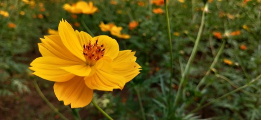 Closeup butterfly on flower, butterfly on flower in garden, flower blurry background with butterfly. Butterfly Pea on flower,Yellow sulfur cosmos Flowers Field with honey bee pollen. sulfur cosmos and