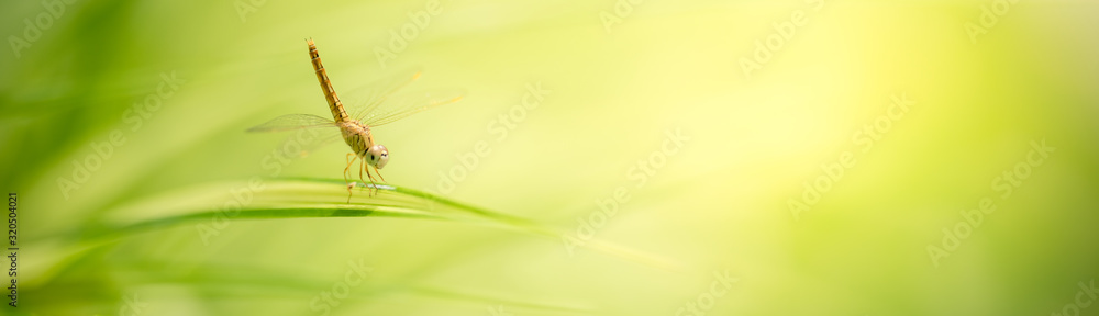Nature of dragonfly on blurred greenery background in garden using as ...