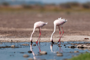 Wall Mural - Greater Flamingoes, Phoenicopterus roseus,  Jamnagar, India