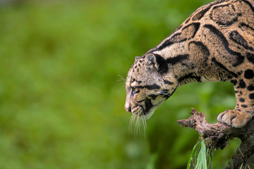 clouded leopard, neofelis nebulosa, himalayan foothills, india. listed as vulnerable on the iucn red