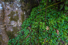Close Up Of Tropical Rainforest Vegetation With Moss And Lychen