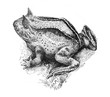 Surinam horned frog (Ceratophrys cornuta) - Antique engraved illustration from Brockhaus Konversations-Lexikon 1908