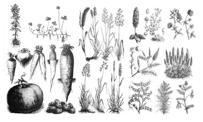 forage plants - antique engraved illustration from brockhaus konversations-lexikon 1908