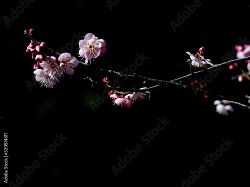 日本 | アドビストックのデザイン | かべいろ.com |おしゃれ壁紙リフォーム貼り替え、インクジェット壁紙のかべいろ.com