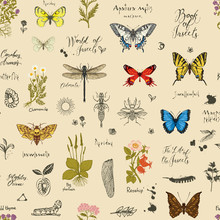 Vector Background With Colorful Butterflies, Beetles, Various Herbs, Sketches And Inscriptions. Seamless Pattern With Insects And Medicinal Herbs In Retro Style. Wallpaper, Wrapping Paper, Fabric