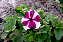 Purple White Periwinkle Flower With Green Leaves