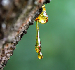 Resin on a tree in orchard