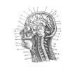 Human head brain - Antique engraved illustration from Brockhaus Konversations-Lexikon 1908