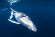 Humpback whale calf in blue water