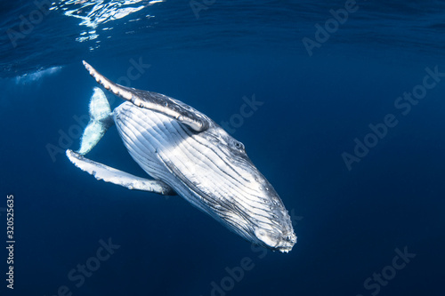 Fotomural Humpback whale calf in blue water