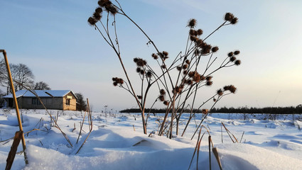 Canvas Print - Withered grass on a snowy field. Against the background of a brick house in the village.