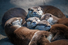 Family Of Otters Lie Together Hugging Basking In The Sun