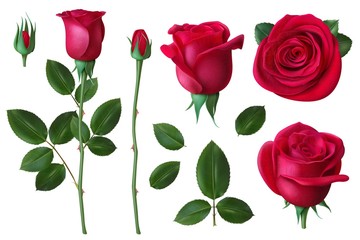 Poster - Realistic rose. Dog-rose flower blossom petals and buds, romantic floral decoration for wedding and valentines day greeting card vector set. Illustration flower blossom, floral rose buds and petals