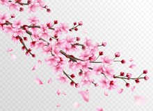 Realistic Sakura. Beautiful Sakura Branches With Pink Flowers And Falling Petals, Romantic Floral Japanese Cherry Decoration Vector Illustration