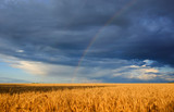 Fototapeta Tęcza - natural background with a field of ripe Golden wheat ears and sky with bright rainbow after a thunderstorm
