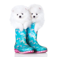 two funny spitz puppies posing inside rain boots on white background