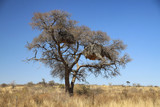 Fototapeta Sawanna - olbrzymie gniazda na gałęziach afrykańskich drzew