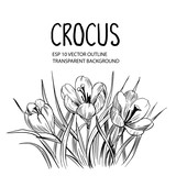 Fototapeta  - Spring flowers. Crocus. Hand drawn outline converted to vector. Transparen tbackground