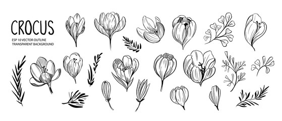 Sticker - Set of outline spring flowers and plants, crocus flowers. Decorative floral elements for design. Black outline with transparent background