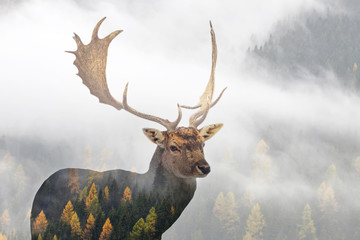 Red deer and the misty forest