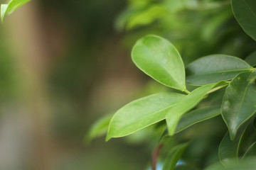 Canvas Print - Closeup nature view of green leaf   under sunlight. Natural green plants landscape using as a background or wallpaper