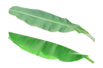 Wall Mural - Green banana leaf isolated on white background. Object with clipping path