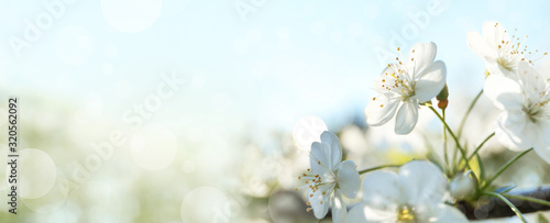 Dekoracja na wymiar  piekne-wisniowe-drzewo-w-sloneczny-dzien-niesamowity-wiosenny-kwiat