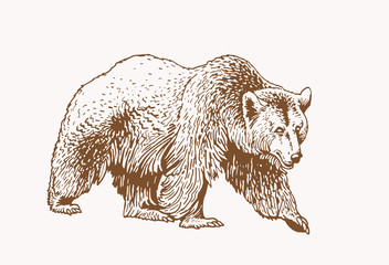 Graphical grizzly bear  ,sepia illustration,vector