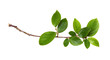 canvas print picture - Fresh twig with green leaves