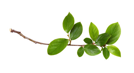 fresh twig with green leaves