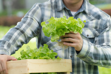 Wall Mural - close up view hands of farmer picking lettuce in hydroponic greenhouse.