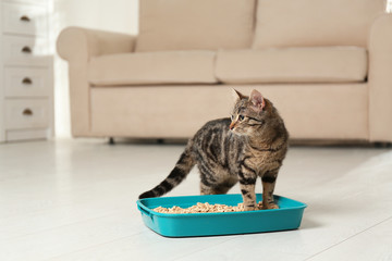 Canvas Print - Tabby cat near litter box at home