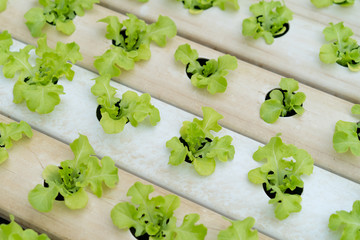 Wall Mural - Close up Green lettuce in hydroponic farm background.