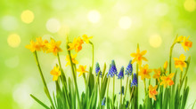 Beautiful Spring Background With Yellow Daffodil And Muscari Flowers. Sunny Gardening Composition.