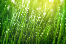Fresh Green Grass With Dew Drops In Morning Sunny Lights. Beautiful Nature Landscape With Water Droplets.