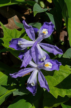 Iris Cristata Known As Dwarf Crested Iris In Bloom. It Is A Rhizomatous Perennial Plant Endemic To The Eastern USA. It Has Pale Lavender To Blue Flowers With A White Patch And Orange Or Yellow Crest.