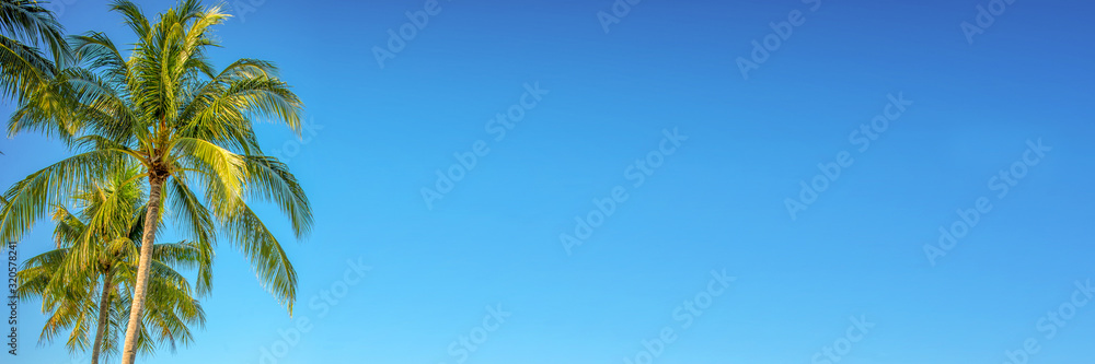 Palm tree on panoramic blue sky background with copy space, vintage style - obrazy, fototapety, plakaty 