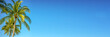 © Delphotostock - Palm tree on panoramic blue sky background with copy space, vintage style