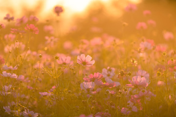 Wall Mural - Beautiful cosmos flowers blooming in garden with sunset light