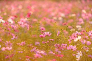 Wall Mural - Beautiful cosmos flowers blooming in garden with sunset light