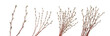 Willow twigs isolated on white. without shadow