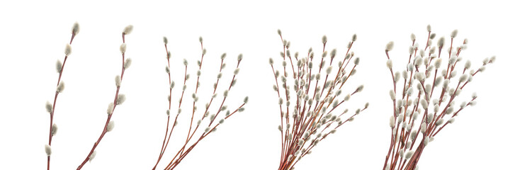 Willow twigs isolated on white. without shadow