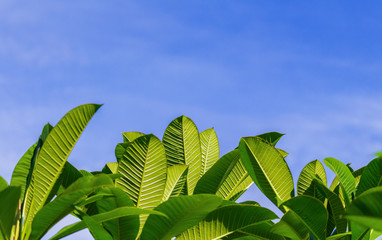 Wall Mural - Green leaves and blue sky background