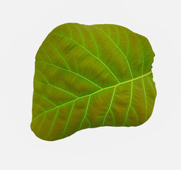Wall Mural - Green leaf isolated on white background with clipping path