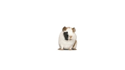 Wall Mural - guinea pig on a white background